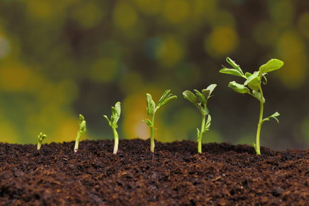 istock New seeds of pea growing in soil 1368365743