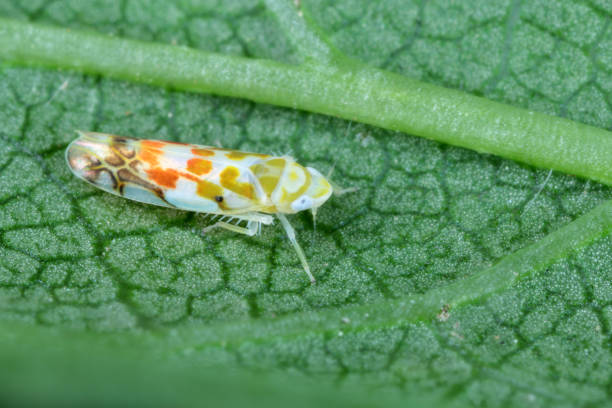 istock The Typhlocyba quercus from the family Cicadellidae on damaged apple tree leaf. 1368365859