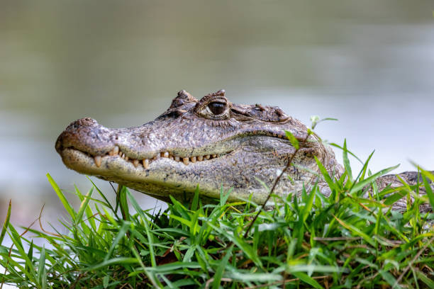 안경 카이만, 카이만 크로코딜러스 카노 네그로, 코스타리카. - alligator 뉴스 사진 이미지