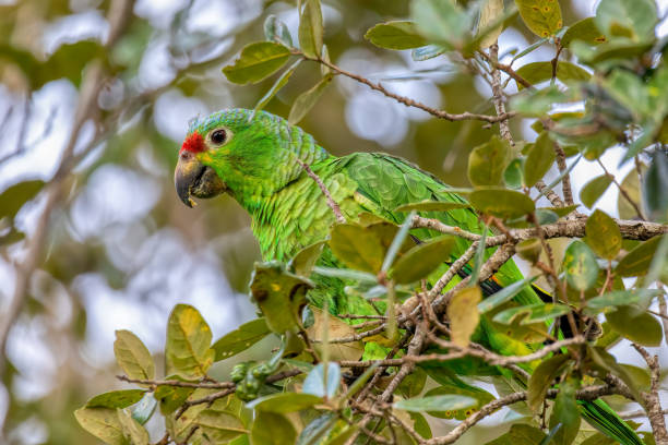 istock Red-lored amazon or red-lored parrot, Curubande, Costa Rica 1368365892