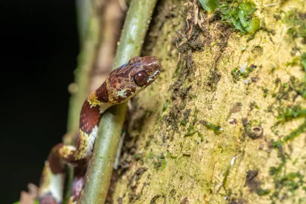 small nocturnal Ringed Snail-Eater, (Sibon annulatus) Tortuguero, Costa Rica wildlife