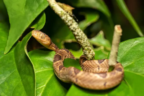 Small-spotted Cat-eyed Snake (Leptodeira polysticta), Tortuguero, Costa Rica wildlife