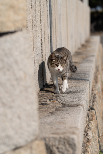 Kucing Berjalan Foto Stok - Unduh Gambar Sekarang - Anak kucing