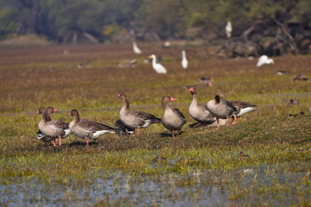 istock Flock of birds 1368366952