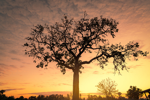 Silhouette tree with golden sunrise sky in the morning. New day with the orange sunrise sky behind the tree. Spiritual and tranquility concept. Beauty in nature. Beautiful scenery. Dusk and dawn.