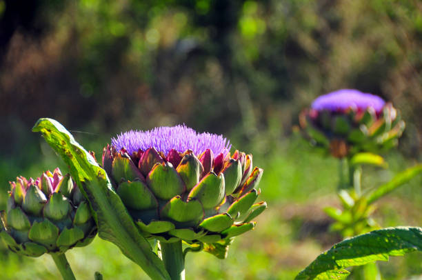 Purple artichokes flower stock photo