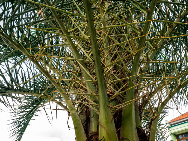 istock ornamental palm plant with crowded and thorny stalks 1368367872