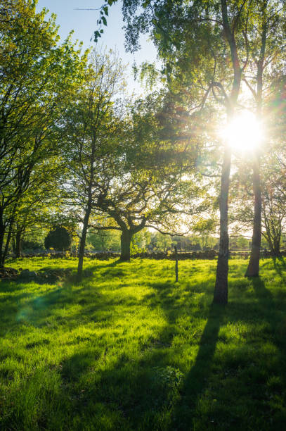 sol brilhando através de árvores de bétula em ambiente florestal em skåne (scania) suécia - skane - fotografias e filmes do acervo