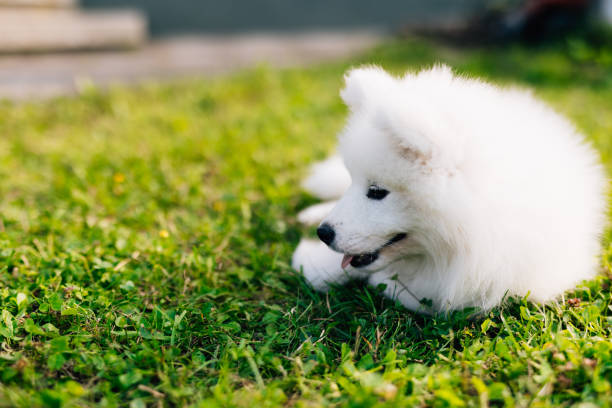 istock White and cute Samoyed puppy on green Grass 1368368484