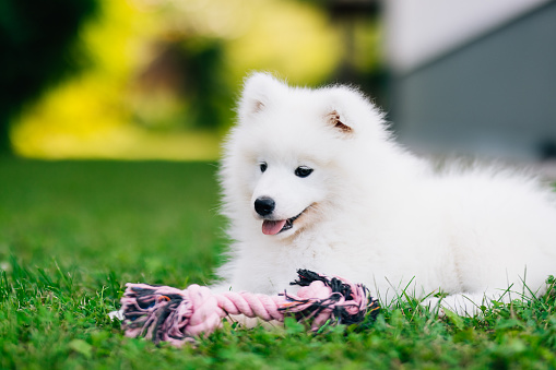 White Samoyed puppy dog playing on the lawn