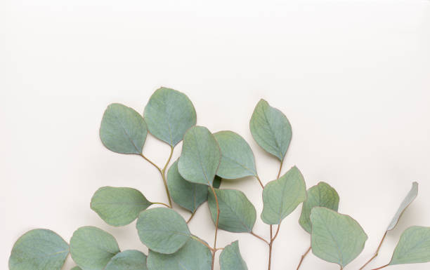 istock Eucalyptus composition. Pattern made of various colorful flowers on white background. Flat lay stiil life. 1368369275
