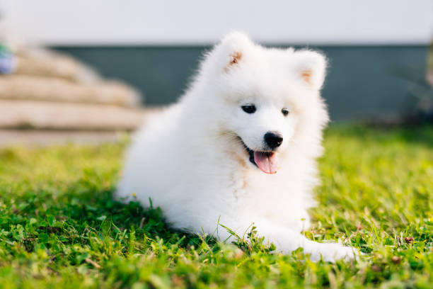 istock White puppy Samoyed husky playing in the yard on a green lawn 1368369331