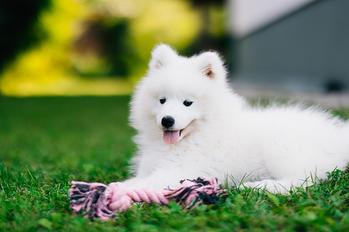 Funny fluffy white Samoyed puppy dog is playing with toy