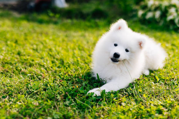 istock White puppy Samoyed husky playing in the yard on a green lawn 1368369517