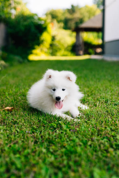 istock White puppy Samoyed playing in the yard on a green lawn 1368369775