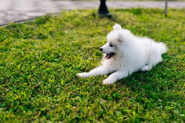 istock Funny Samoyed puppy on the green grass playing 1368370182
