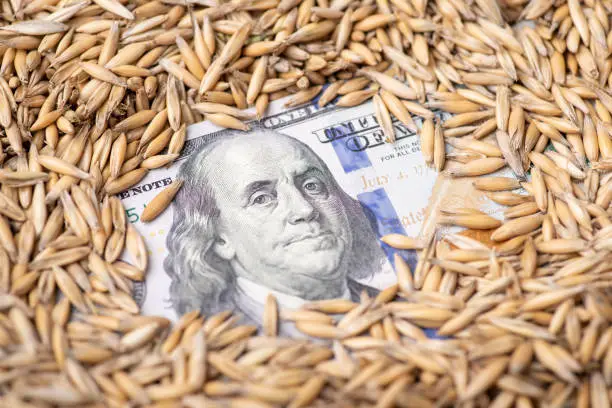 Photo of Dollar money in oat grain