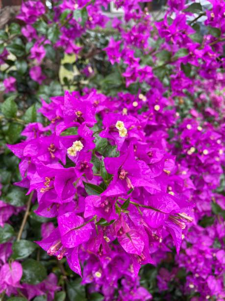 istock mauve flowers blooming 1368370278