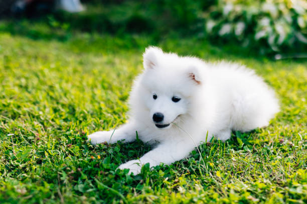 istock White and cute Samoyed puppy on green Grass 1368370363