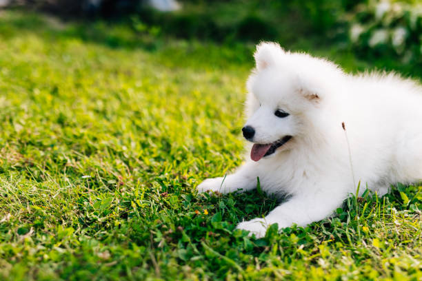 istock White puppy Samoyed husky playing in the yard on a green lawn 1368371080