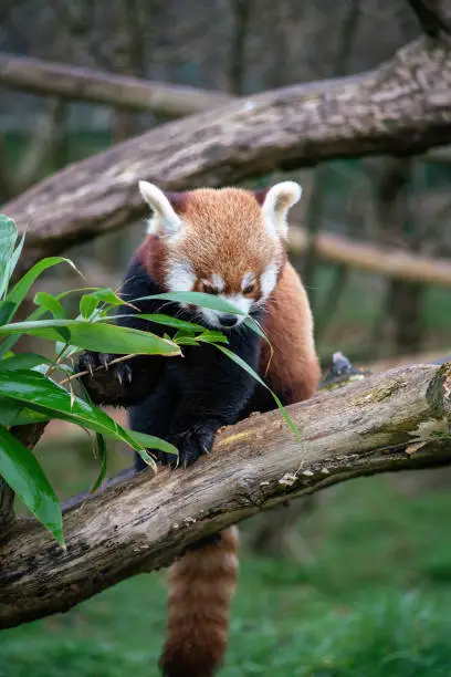 Red Panda sitting on the old tree and eating bamboo leaves.