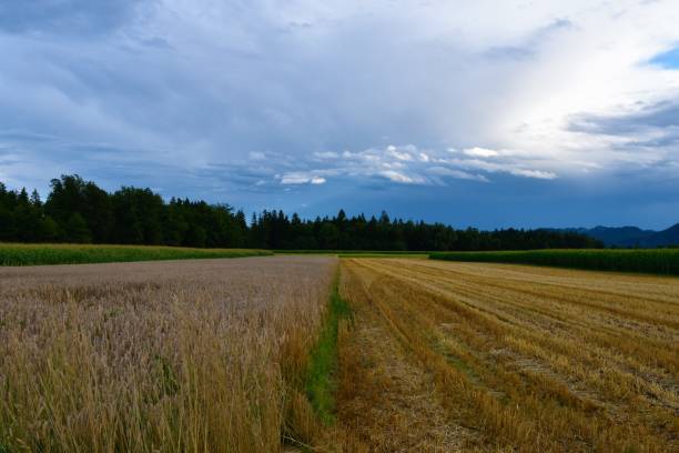 istock Wheat field before harvest next to a freshly harvested field with a forest behind and clouds in the sky at Sorsko Polje in Gorenjska region of Slovenia 1368372524