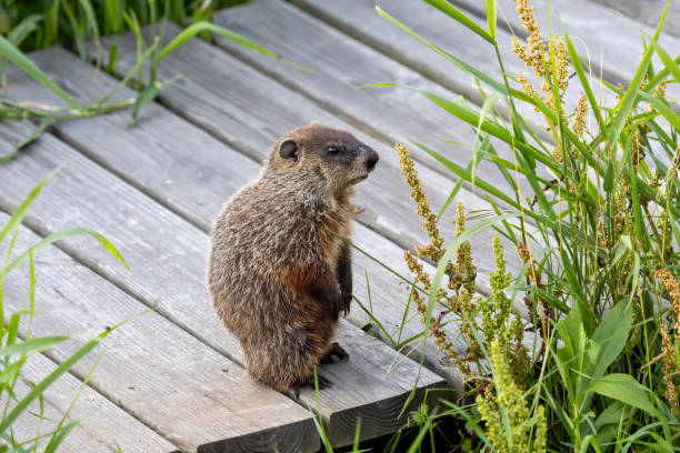 CUTE GROUNDHOG LOOK AT CAMERA SHY AND READY TO SEE HIS SHADOW