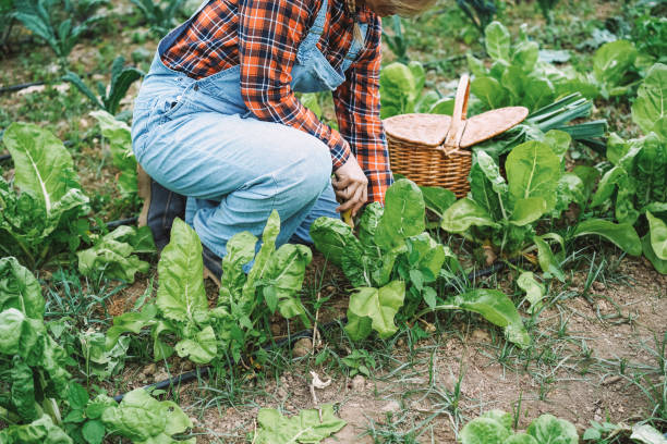 istock Farmer working while picking up lettuce plant - Focus on arm 1368372982