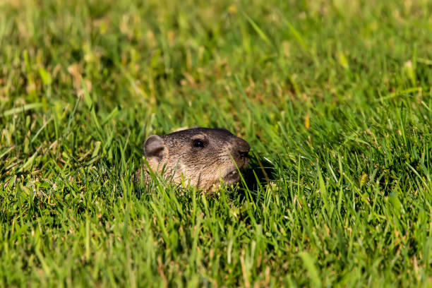 Adorable Marmot in meadow in Wood Bison National Park, Canada