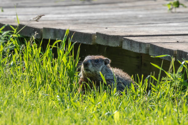 Close-up photographed bobak marmot stands in the grass and looks at the camera. Green grass is visible in the foreground. Grass and trees are visible against the blurred background.
