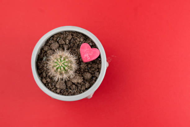 Castus in a ceramic vase with red heart-shaped wax, red background Valentine's day celebration concept. Directly above shot.