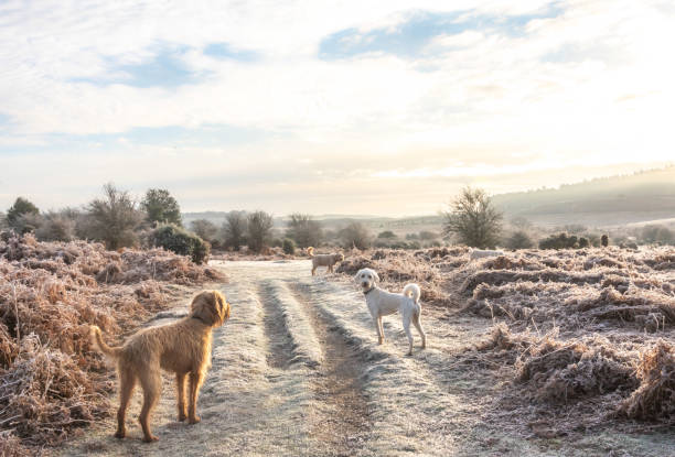 istock New Forest dog walking in frost Jan 22 1368374792