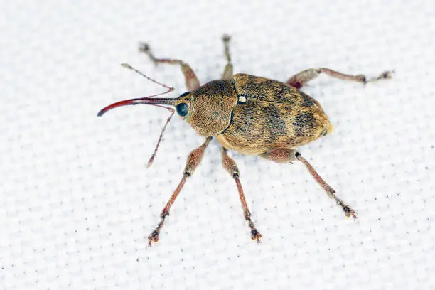 Photo of Curculio nucum, the nut weevil, is a beetle, with an especially elongated snout, characteristic of the Curculionini tribe of the weevil family (Curculionidae). Its larvae develop in hazel nuts.