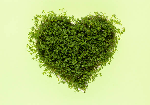 istock Creative layout made of sprout seed heart bowl. Flat lay, top view. Food ingredient pattern. 1368376063