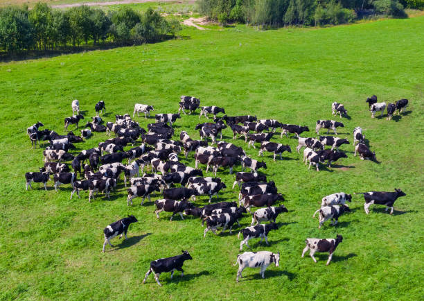 Aerial view herd of cows on pasture. Summer landscape with  herd of grazing cows in the pasture. dairy herd stock pictures, royalty-free photos & images