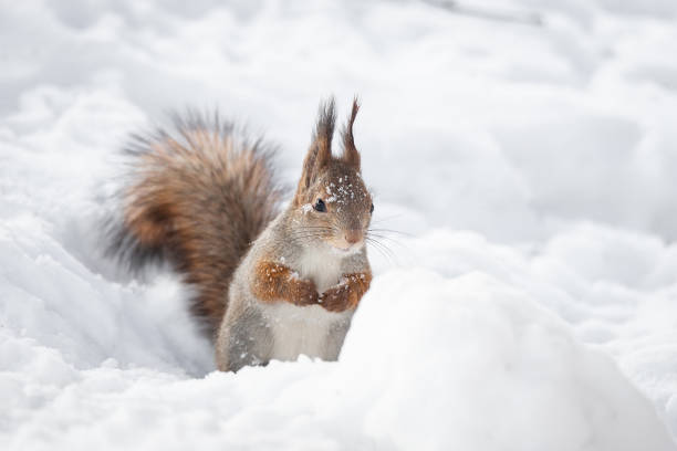 istock Red squirrel sitting on a tree branch in winter forest and nibbling seeds on snow covered trees background