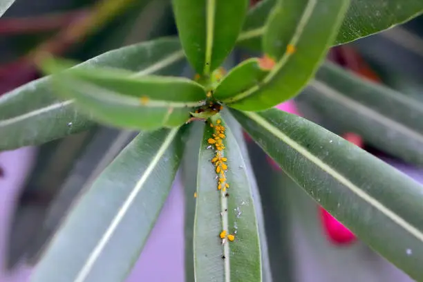 Colony of Aphis nerii on an oleander. It is an aphid of the family Aphididae, common names include oleander aphid, milkweed aphid, sweet pepper aphid, and nerium aphid.
