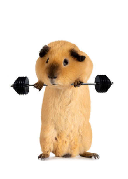 istock Funny guinea pig lifts a barbell 1368378193