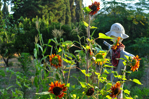 The scarecrow in a sunflower field.