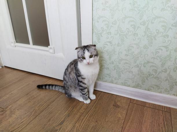 istock Beautiful Scottish Fold cat at the home 1368379357