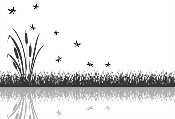 The black silhouette of marsh grass with flying insects, dragonflies is reflected in the water. The black silhouette of marsh grass with flying insects, dragonflies is reflected in the water. Vector black and white illustration of lake reed on a white background. spring flowing water stock illustrations