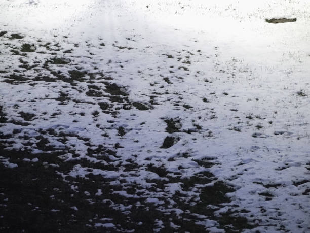 istock melting snow in tundra 1368380172
