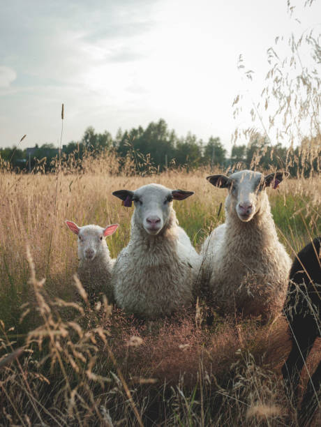 양 - sheep grazing vertical photography 뉴스 사진 이미지