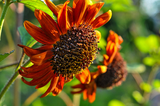 Red sunflower with pollen