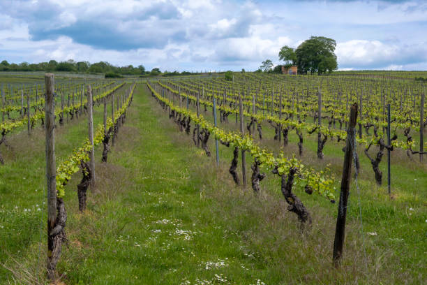 istock Vineyard near Ingelheim/Germany 1368383084