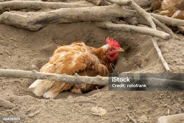 Chickens Freeroaming Stock Photo - Download Image Now - Color Image, Germany, Horizontal