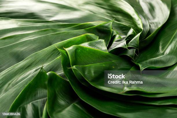 Zongzi Bacang Leaf Background Stock Photo - Download Image Now - Dragon, Asia, Beef