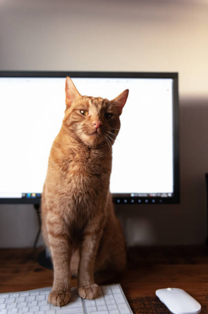 istock Cute ginger cat sleeps on the bed 1368384950