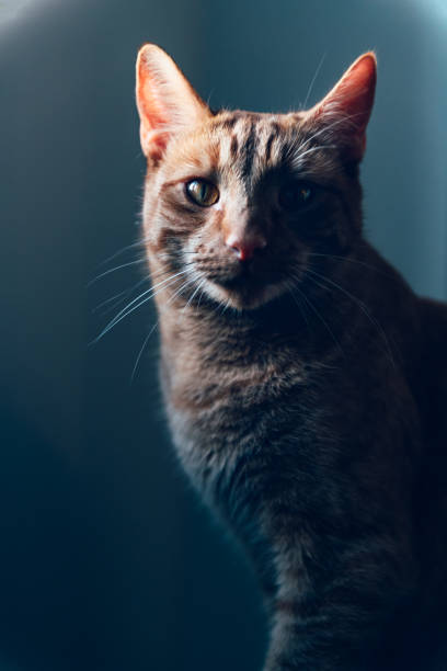 istock Close of cute ginger cat 1368384957