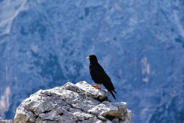 istock Black yellow-billed chough (Pyrrhocorax graculus) sitting on a rock 1368385094